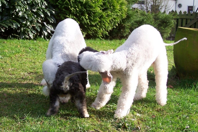 Unsere Hunde 03.02 (13).JPG